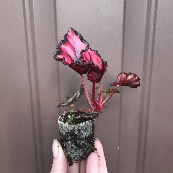 Begonia - Harmony's Red Ribon - Starter Plant